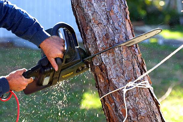 How Our Tree Care Process Works  in  Villa Ridge, MO