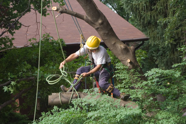 Professional Tree Services in Villa Ridge, MO